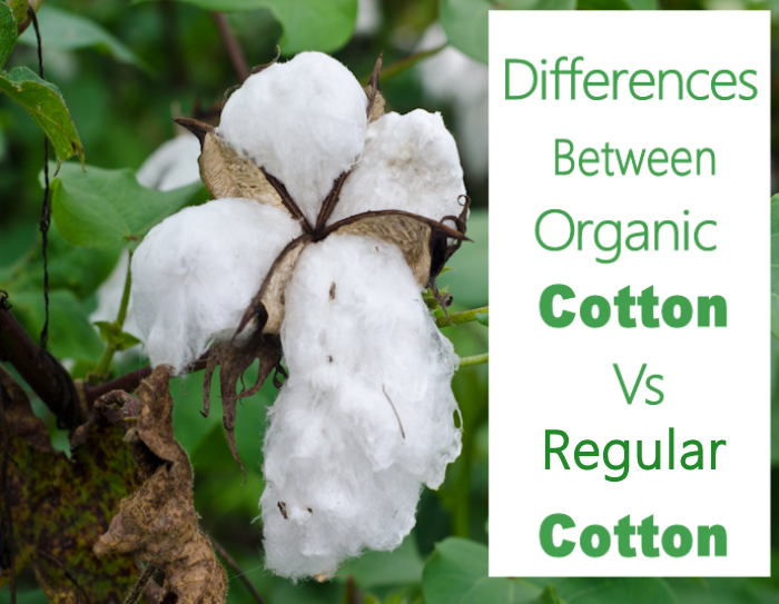 Organic vs Regular Cotton: What You Need to Know Before You Buy – Bhumi  Organic Cotton (AU)