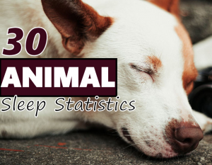animal sleep statistics