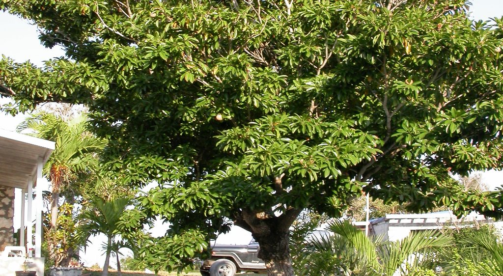list of latex trees manikara zapota