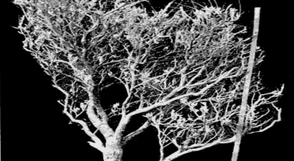 list of latex trees parthenium argentatum