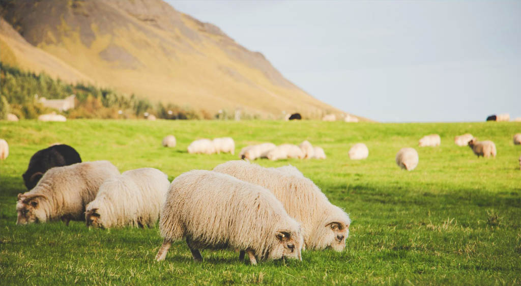type of sheep icelandic sheep