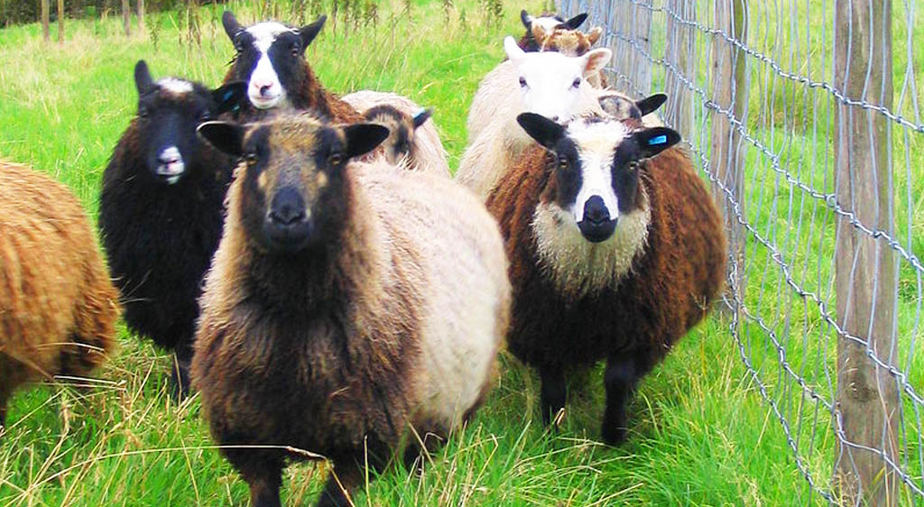 type of sheep shetland sheep