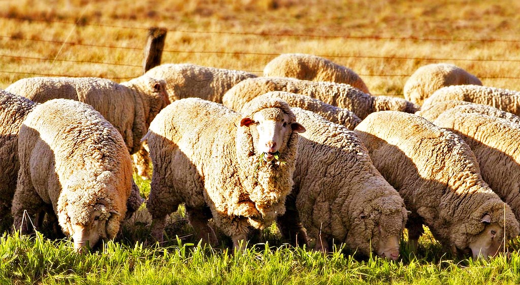 types of sheep merino sheep