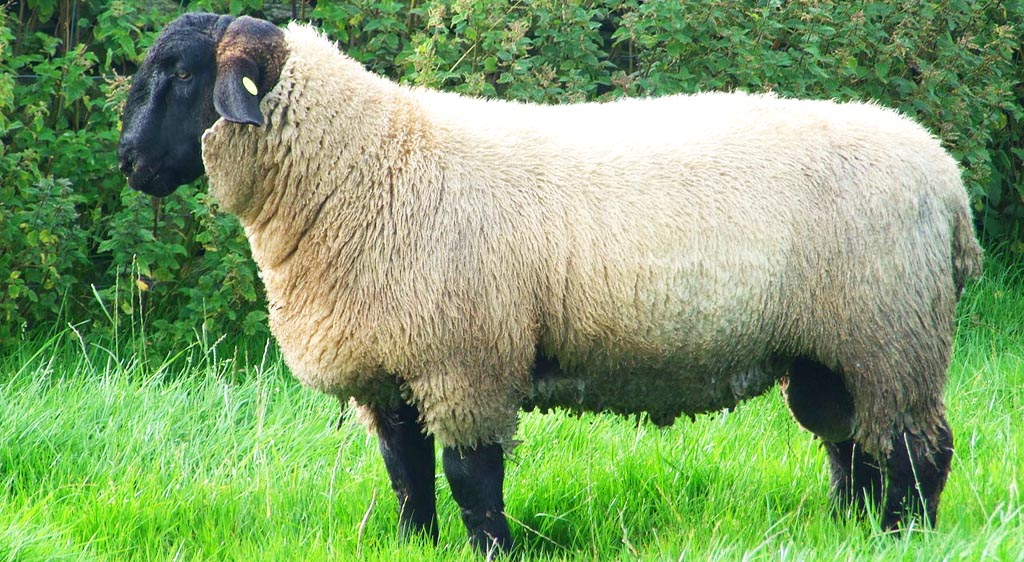 types of sheep suffolk sheep