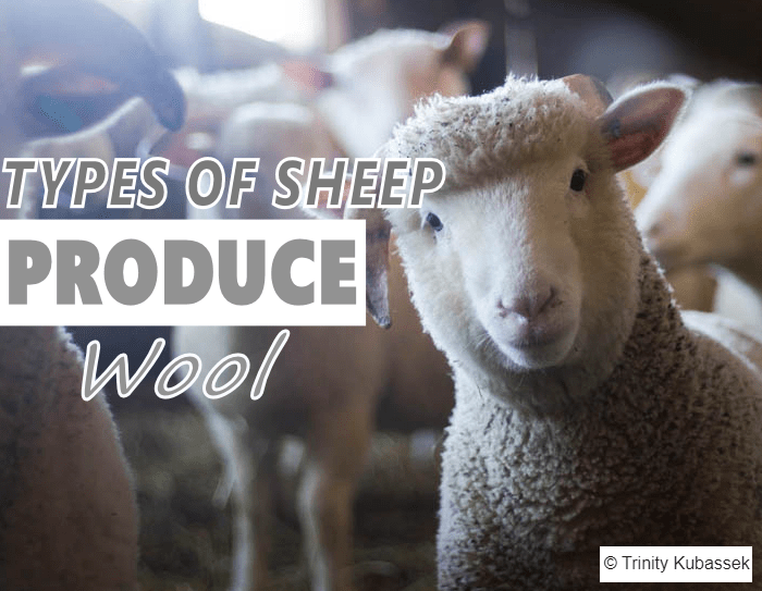 types of sheep that product wool