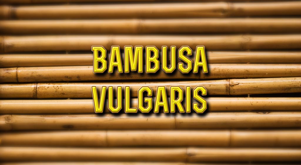 bamboo tree bambusa vulgaris