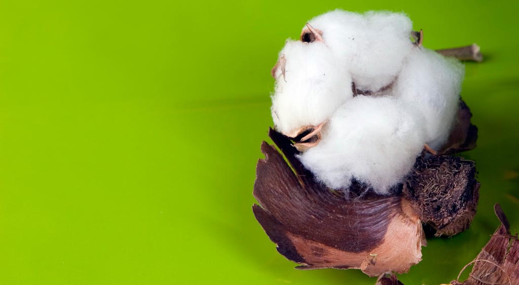 cotton industry statistics of fairtrade cotton farmers