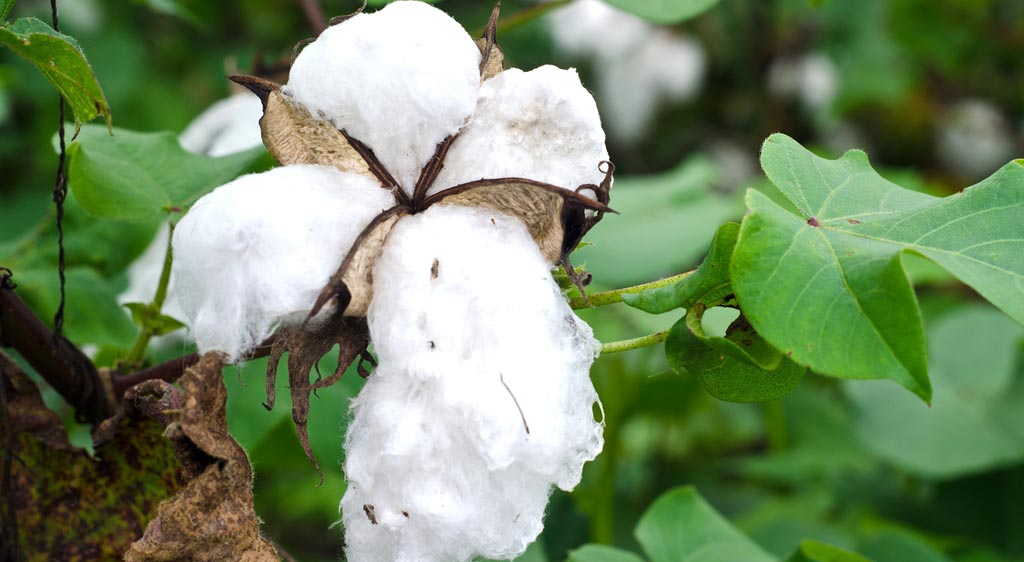 cotton industry statistics of organic cotton