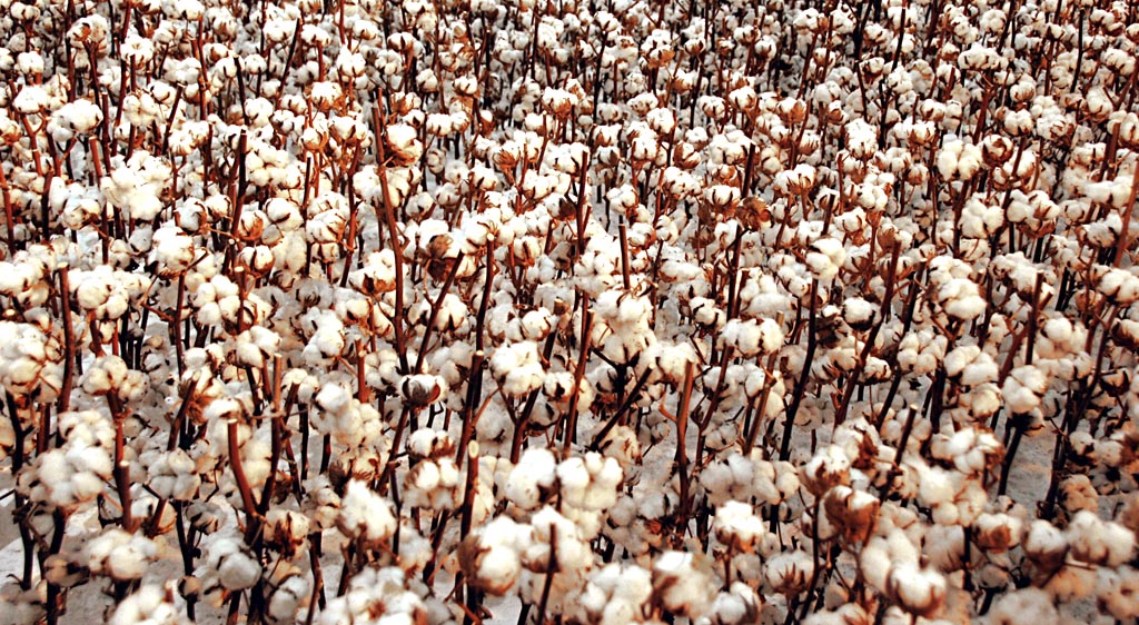 cotton industry statistics of sustainable cotton