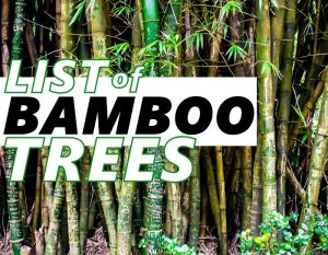 list of bamboo trees