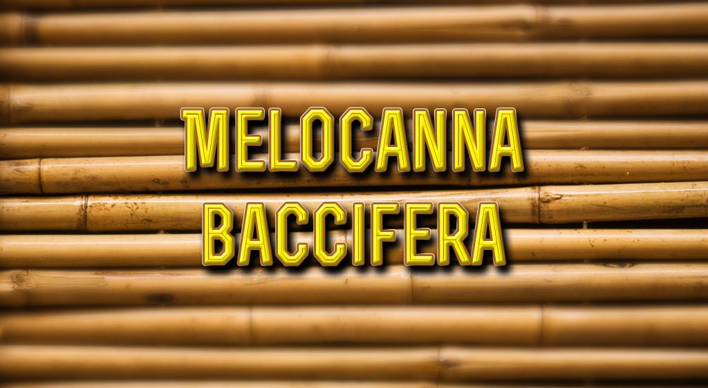 list of bamboo trees melocanna baccifera