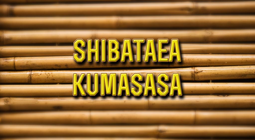 list of bamboo trees shibataea kumasasa