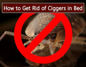 how to get rid of chiggers in a bed
